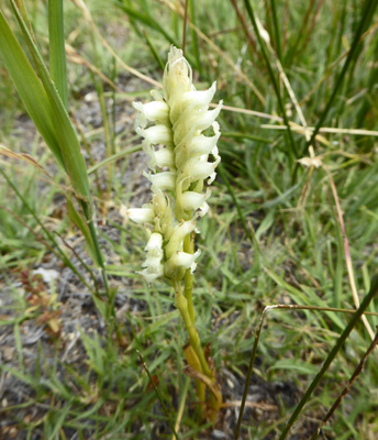 Hooded Ladies’ Tresses (Spiranthes romanzoffiana)