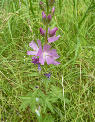 Oregon Checkermallow (Sidalcea oregana)