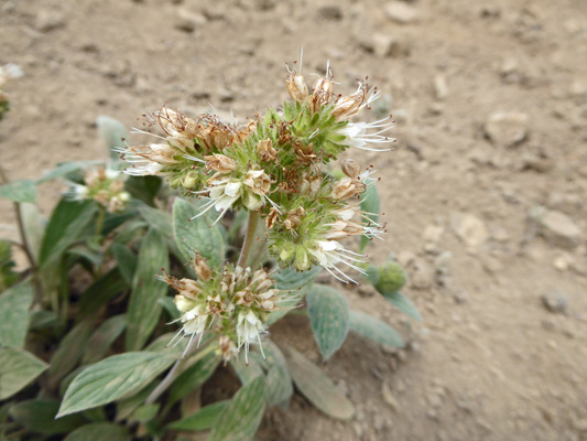 Silverleaf Phacelia (Phacelia hastata)