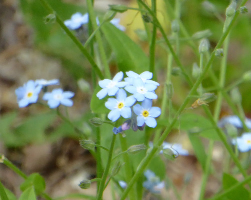 Forget-me-nots