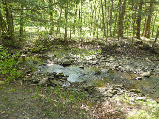 Allegany State Park campground view