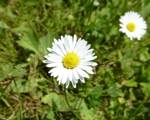 English Daisies