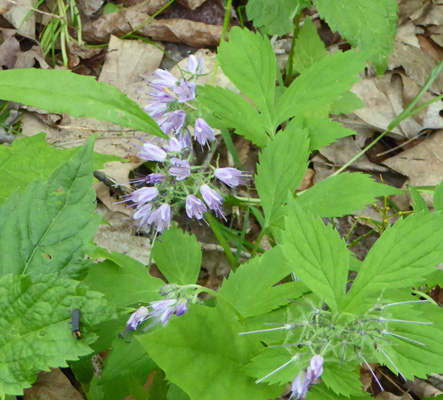 Eastern Waterleaf (Hydrophyllum virginianum)