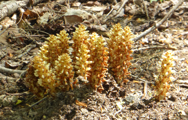 Squaw Root (Conopholis americana)