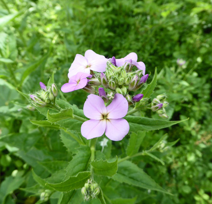 Taper-leafed Phlox