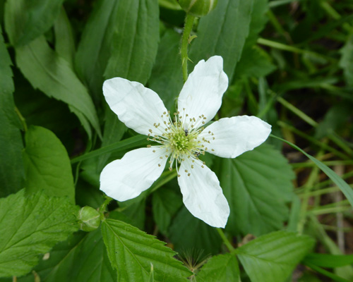 Blackberry Flower