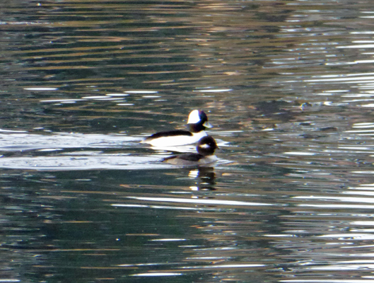 Buffleheads Marathon Lake