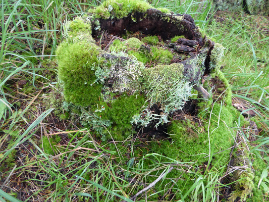 Moss covered stump