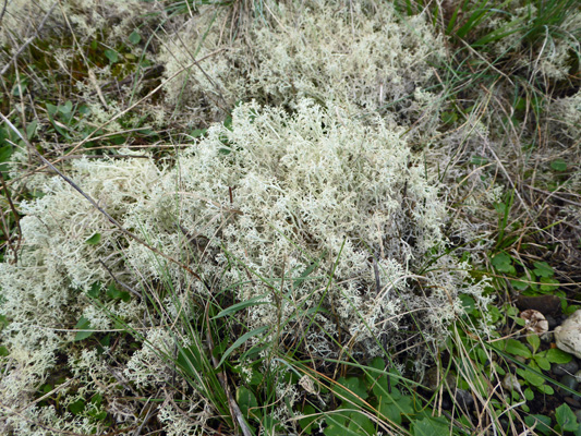 Coastal Reindeer Lichen