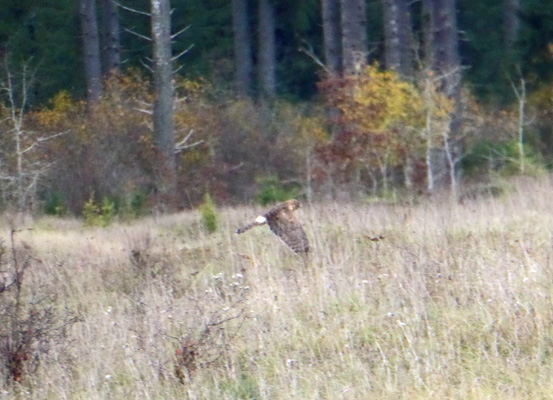 Northern Harrier