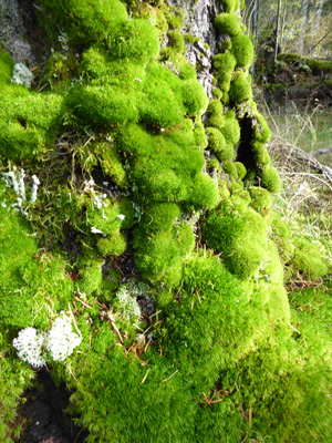 Mossy tree trunk