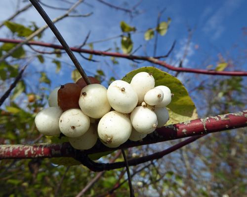 snowberries