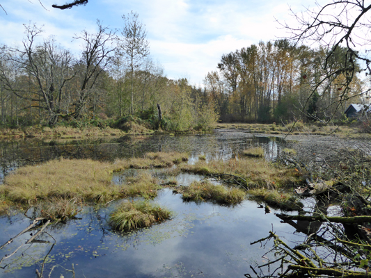 Nisqually Wildlife Refuge