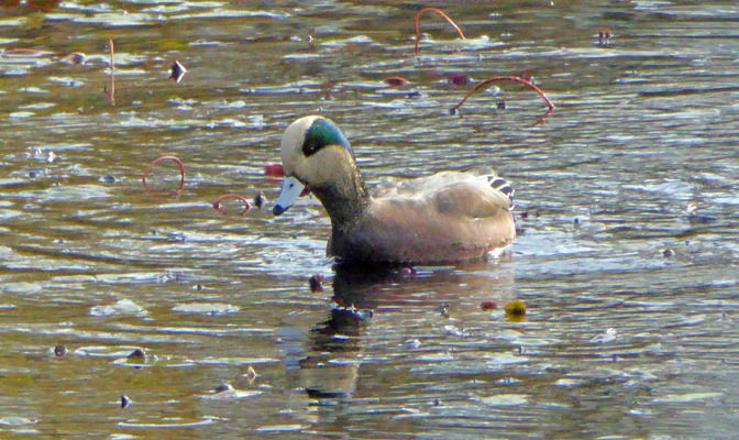 American Wigeon