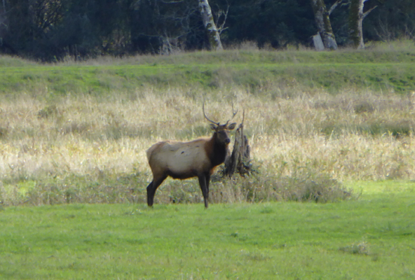 Bull Elk