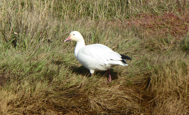 Snow goose