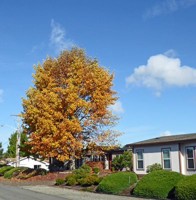 Fall color Lacey WA