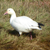 Snow goose