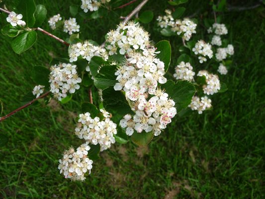 black hawthorn (Crataegus douglassi)