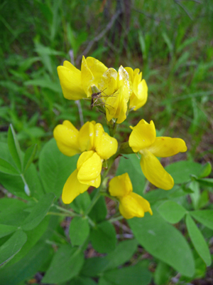 Mountain Thermopsis (Thermopsis rhombifolia)