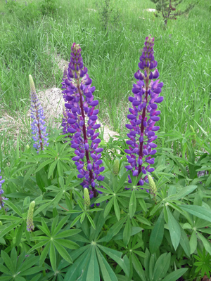 silky lupine (Lupinus sericeus)