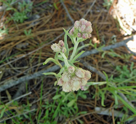 rosy pussy toes (Antennaria rosea) 