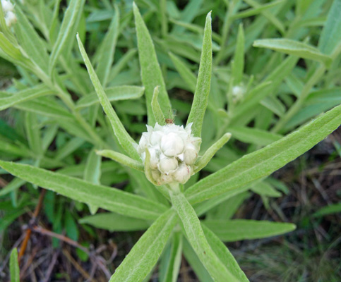 pearly everlasting (Anaphalis margaritacea)
