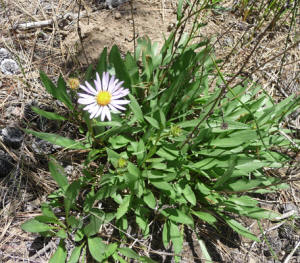 Alpine Aster (Oreostemma apligenum)