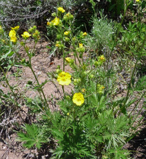 Slender Cinquifoil (Potentilla gracilis)