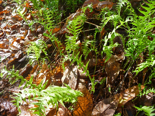 Fresh fern fronds Oct Waterlook Park OR