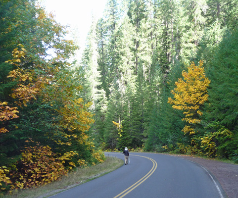 Fall Color near Watson Falls OR