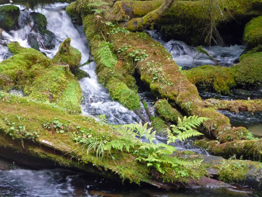 Mosses at Clearwater Falls OR