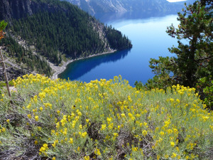 Rabbit bush in flower at Crater Lake