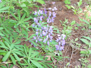 Lupine in September