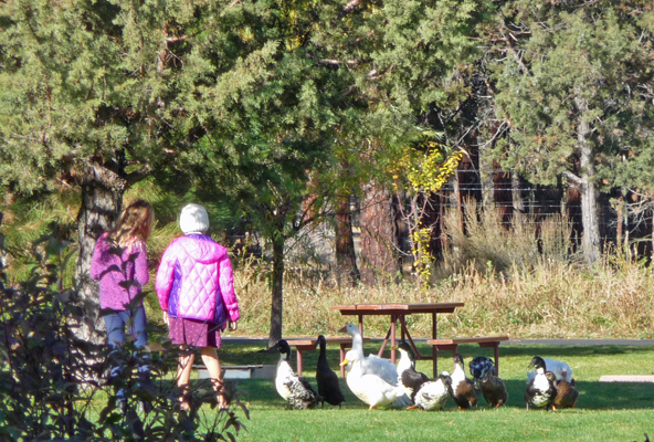 Little girls and ducks and geese