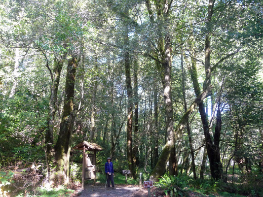 Riverview Trail trailhead Alfred Loeb SP