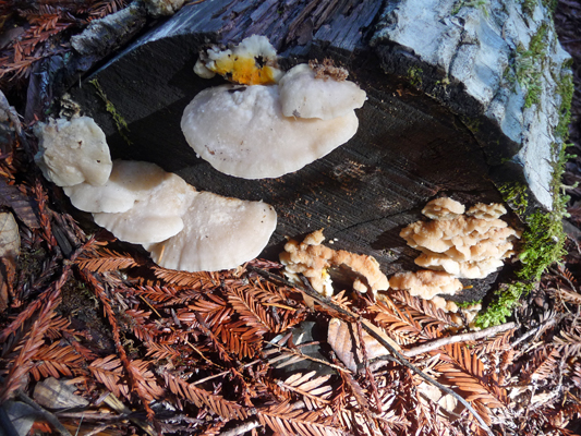 FUngi Redwood Nature Trail