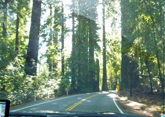 Hwy 101 Redwoods