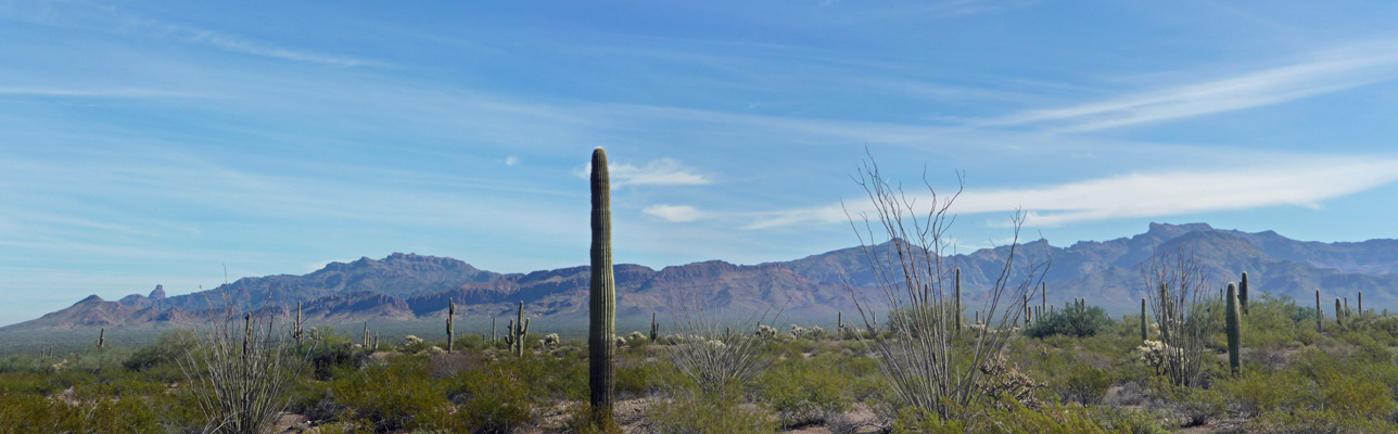 N Puerto Blanco Rd view Organ Pipe NM