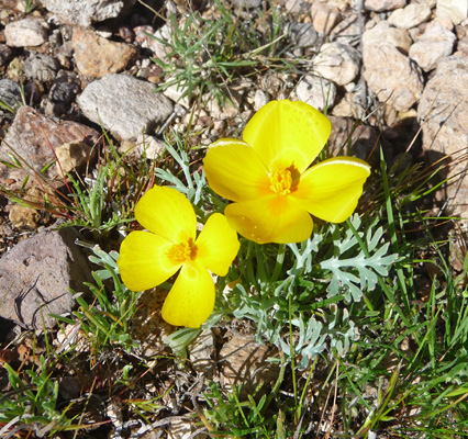 Mexican Poppies N Puerto Blanco Rd 