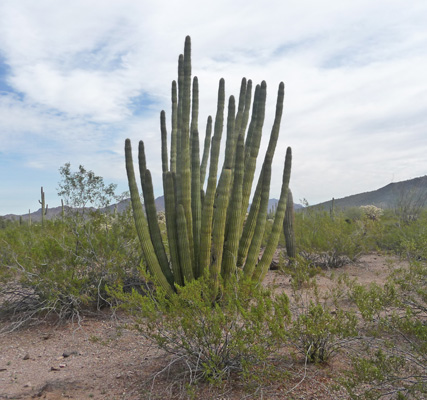 Organ Pipe Cactus NM