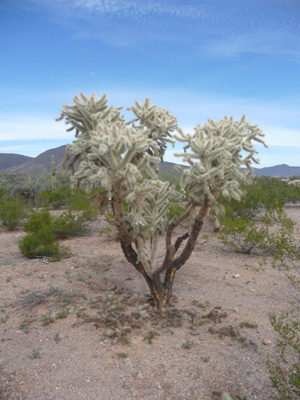 Jumping cholla Bonita Well Organ Pipe NM