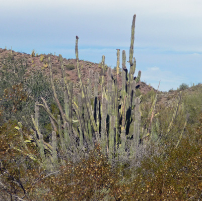 Senita Cactus Organ Pipe NM