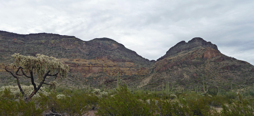 Ajo Mountain Drive Organ Pipe NM