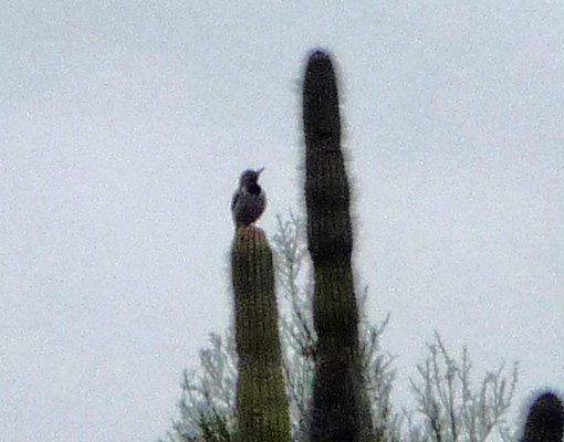 Gila Woodpecker Organ Pipe NM