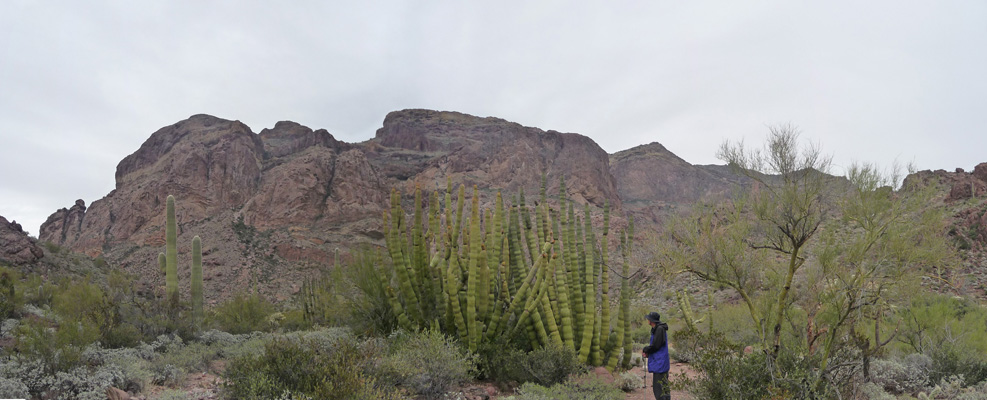 Organ Pipe Cactus Estes Canyon Organ Pipe NM