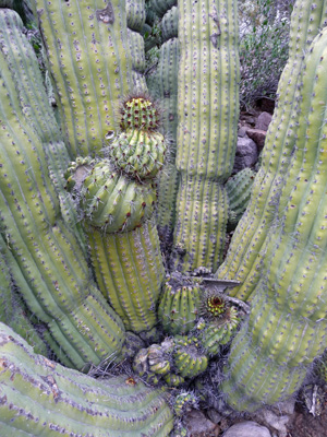 New growth on old Organ Pipe Cactus