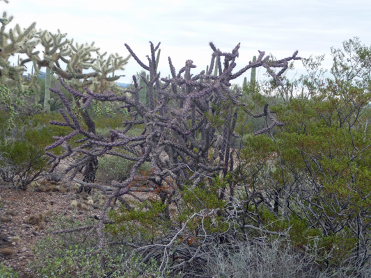 Purple Buckhorn Cholla Organ Pipe Nat'l Mon.