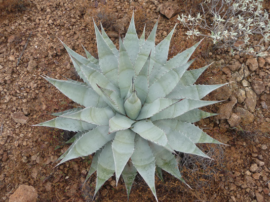 Agave Estes Canyon Organ Pipe Nat'l Mon.