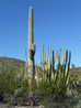 Organ Pipe Cactus NM